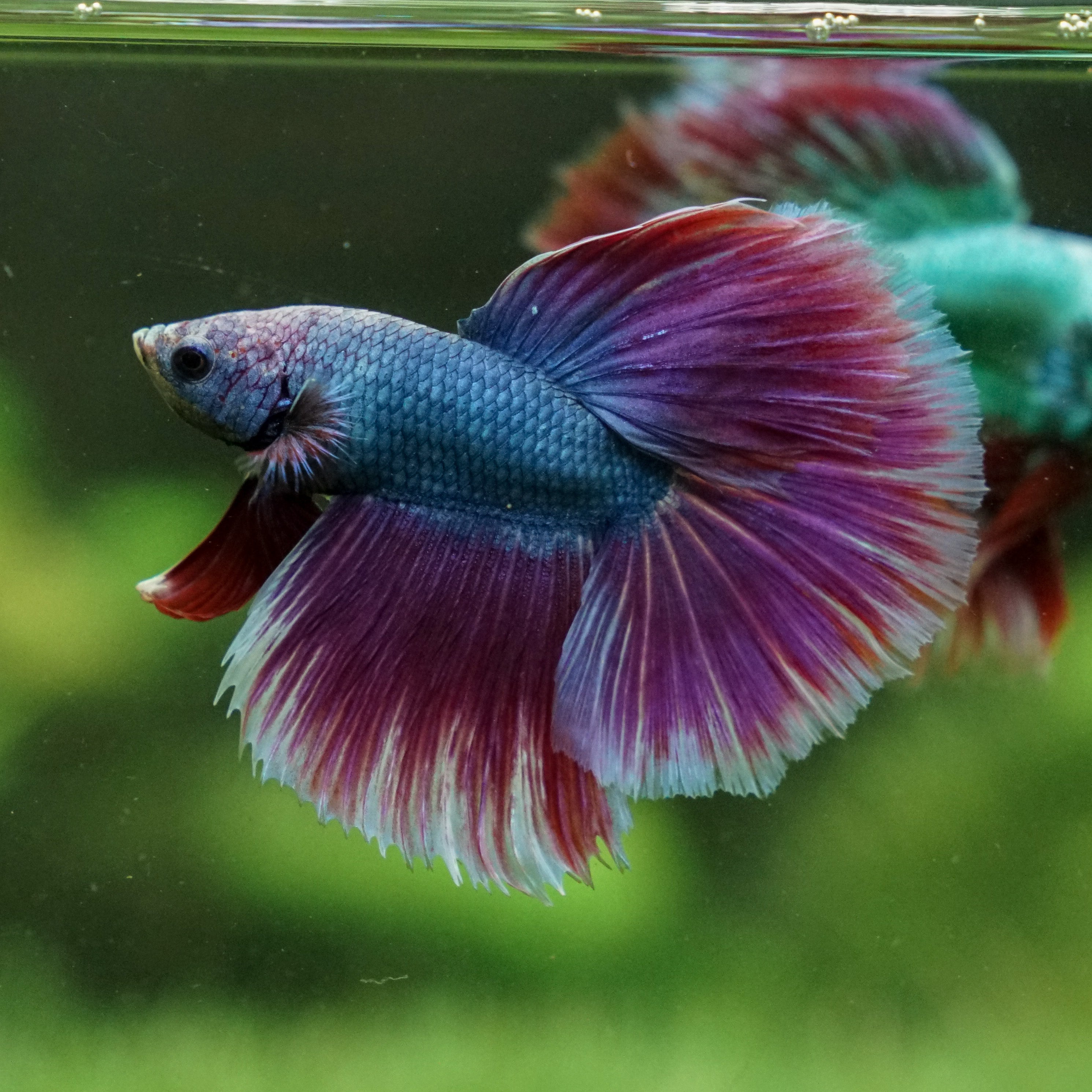 Grizzle Red Halfmoon - 12 weeks old – Betta Squad USA, LLC.