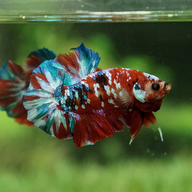 Multicolor/Galaxy Koi Plakat -14 weeks Old