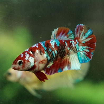 Multicolor/galaxy Koi Plakat- Female