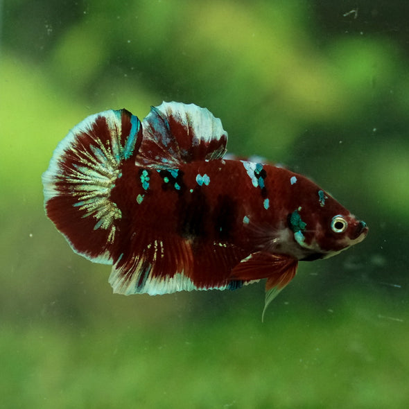 Multicolor/Galaxy Koi Plakat -13 weeks Old