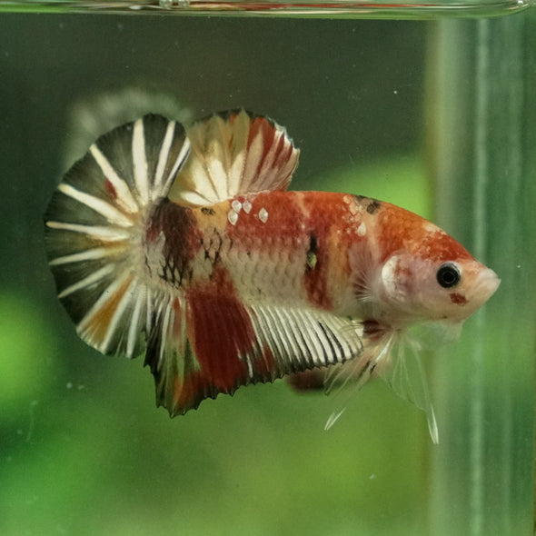 Multicolor/Galaxy Koi Plakat -11 weeks Old