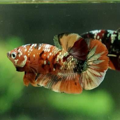 Multicolor/Galaxy Koi Plakat -14 weeks Old