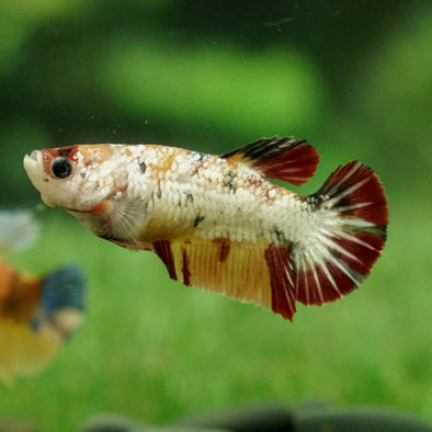 Multicolor/galaxy Koi Plakat- Female