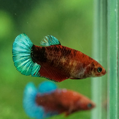 Red Fancy Plakat 13 Week Old- Female