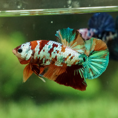 Multicolor/Galaxy Koi Plakat -15 weeks Old