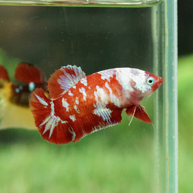 Multicolor/galaxy Koi Plakat- Female