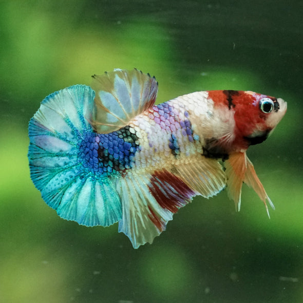 Multicolor/Galaxy Koi Plakat -11 weeks Old