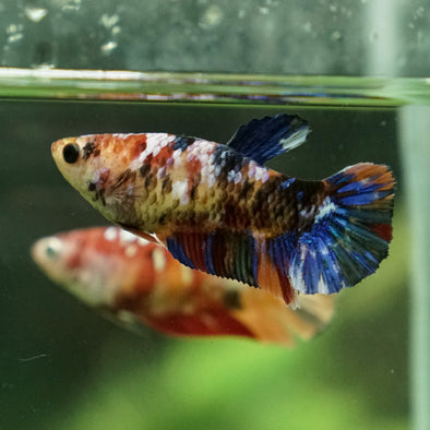 Galaxy Koi Plakat- Female