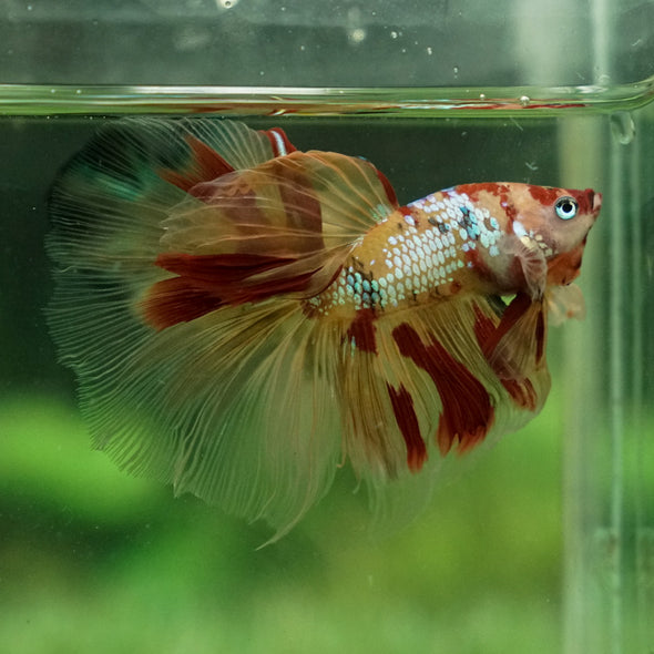 Galaxy Koi Halfmoon - 12 weeks old