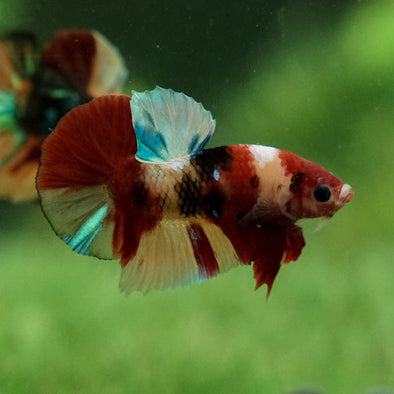 Multicolor/Galaxy Koi Plakat -11 weeks Old