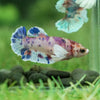 Multicolor/galaxy Dumbo Koi Plakat- Female