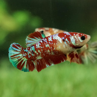 Multicolor/galaxy Koi Plakat- Female