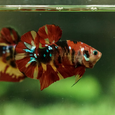 Multicolor/Galaxy Koi Plakat -15 weeks Old