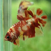 Multicolor/Galaxy Koi Plakat -15 weeks Old