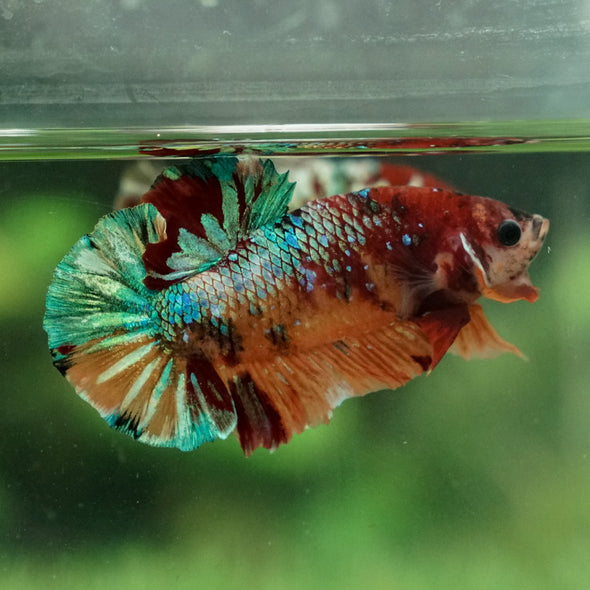 Multicolor/Galaxy Koi Plakat -15 weeks Old