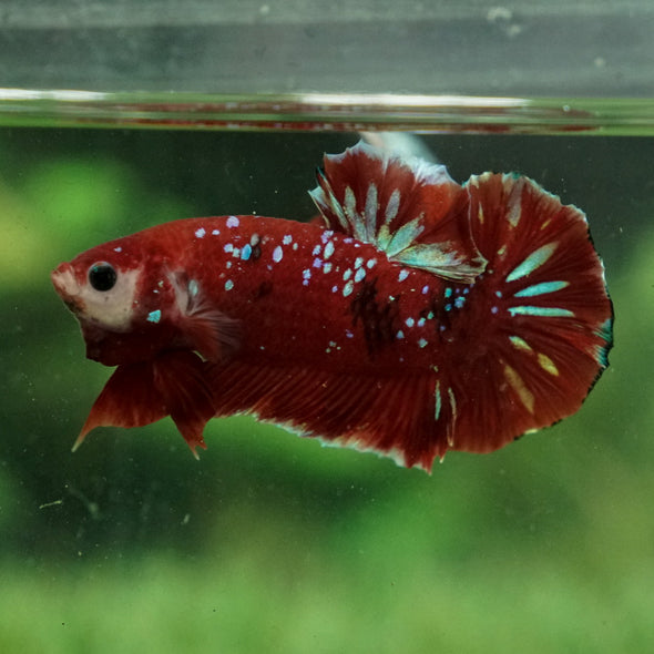 Multicolor/Galaxy Koi Plakat -15 weeks Old