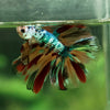 Galaxy Koi Halfmoon - 12 weeks old
