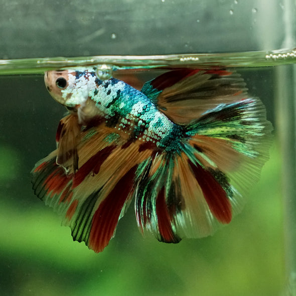 Galaxy Koi Halfmoon - 12 weeks old