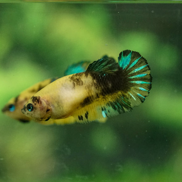 Yellow Fancy Plakat 13 Week Old- Female