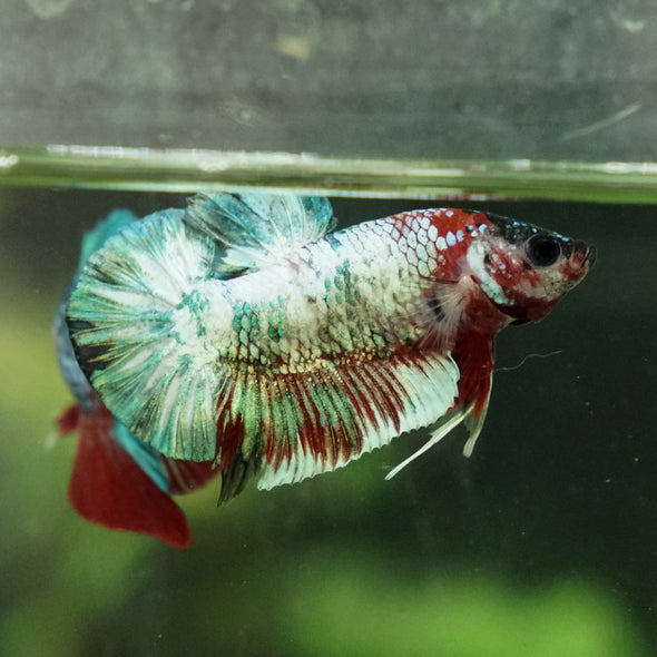 Multicolor/Galaxy Koi Plakat -12 weeks Old