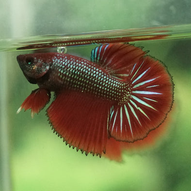 Halfmoon - 10 weeks old