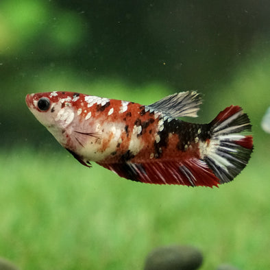 Multicolor/galaxy Koi Plakat- Female