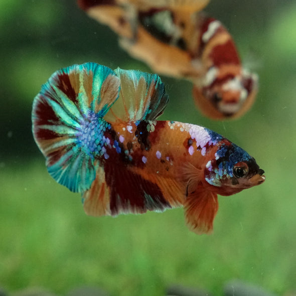 Multicolor/Galaxy Koi Plakat -15 weeks Old