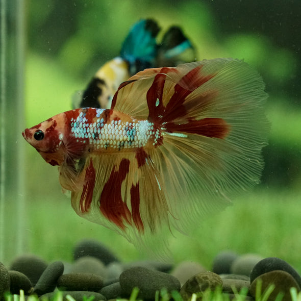 Galaxy Koi Halfmoon - 12 weeks old