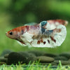 Candy Dumbo- Female