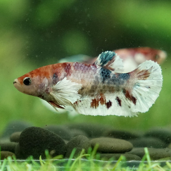 Candy Dumbo- Female