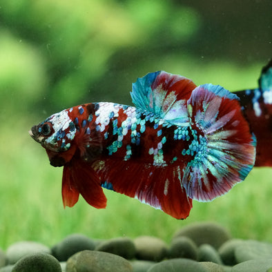 Multicolor/Galaxy Koi Plakat - Breeder Grade