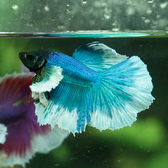 Dumbo Halfmoon - 12 weeks old