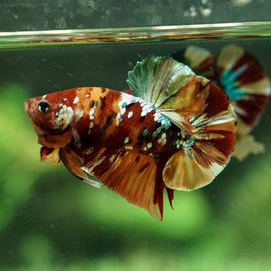 Copper/Gold Galaxy Koi Plakat - 13 Weeks Old