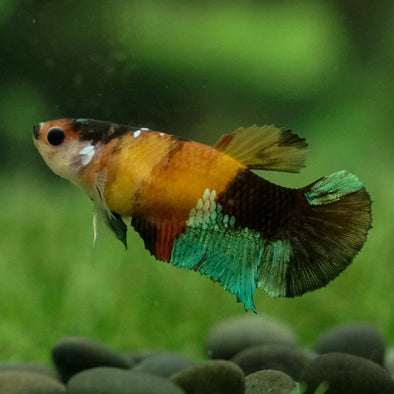 Multicolor/galaxy Koi Plakat- Female