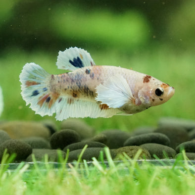 Candy Koi Dumbo Plakat- Female