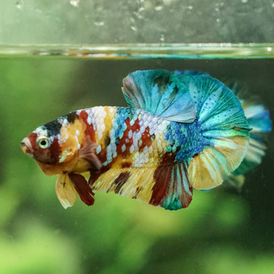 Multicolor/Galaxy Koi Plakat -16 weeks Old