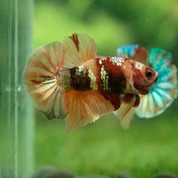 Multicolor/Galaxy Koi Plakat -13 weeks Old