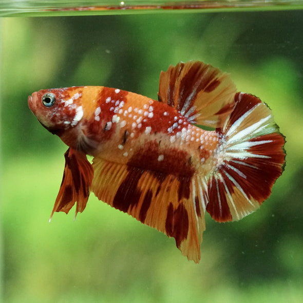 Multicolor/Galaxy Koi Plakat - 13Weeks Old