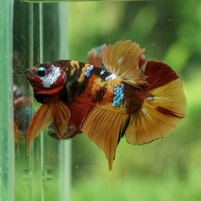 Multicolor/Galaxy Koi Plakat - 13Weeks Old