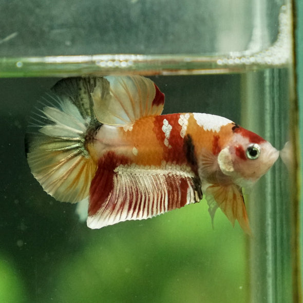 Multicolor/Galaxy Koi Plakat -11 weeks Old