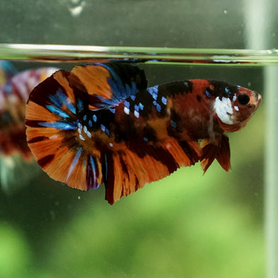 Multicolor/Galaxy Koi Plakat -15 weeks Old