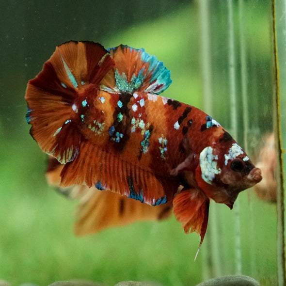 Multicolor/Galaxy Koi Plakat -12 weeks Old