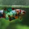 Multicolor Koi Plakat - Female