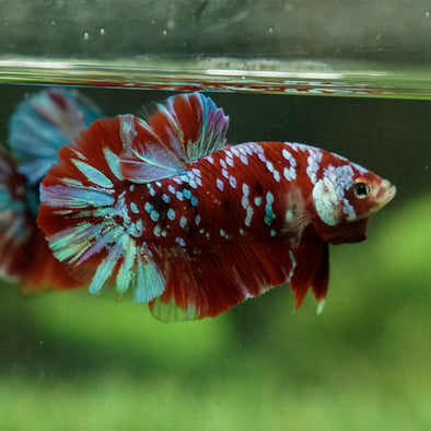 Multicolor/Galaxy Koi Plakat -14 weeks Old