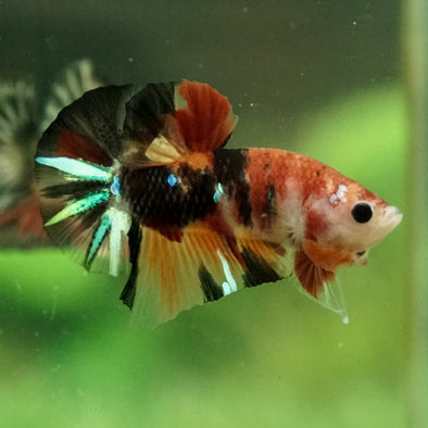 Multicolor/Galaxy Koi Plakat -11 weeks Old