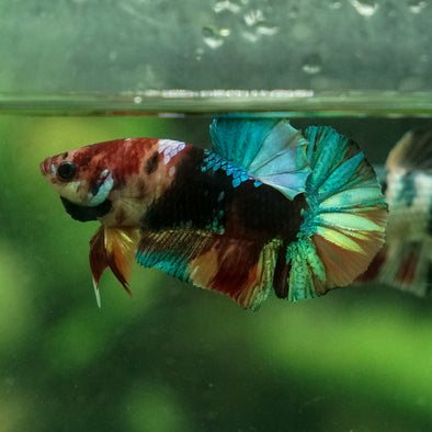 Multicolor/Galaxy Koi Plakat -11 weeks Old