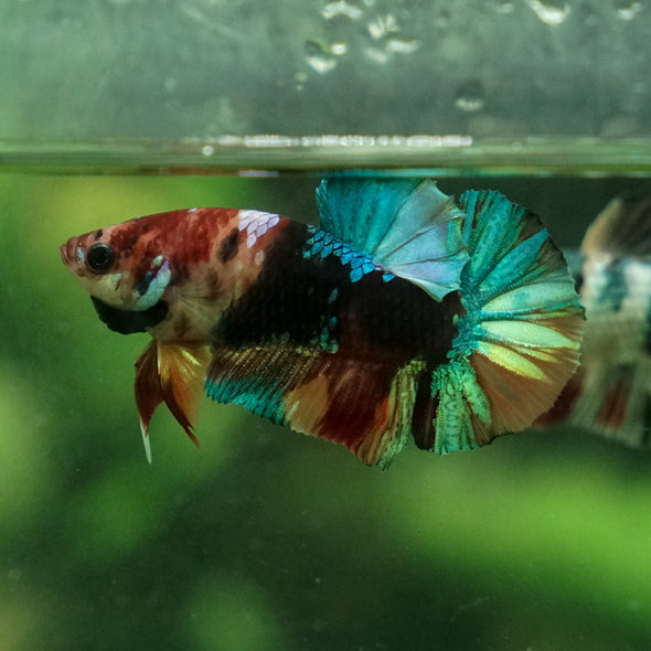 Multicolor/Galaxy Koi Plakat -11 weeks Old