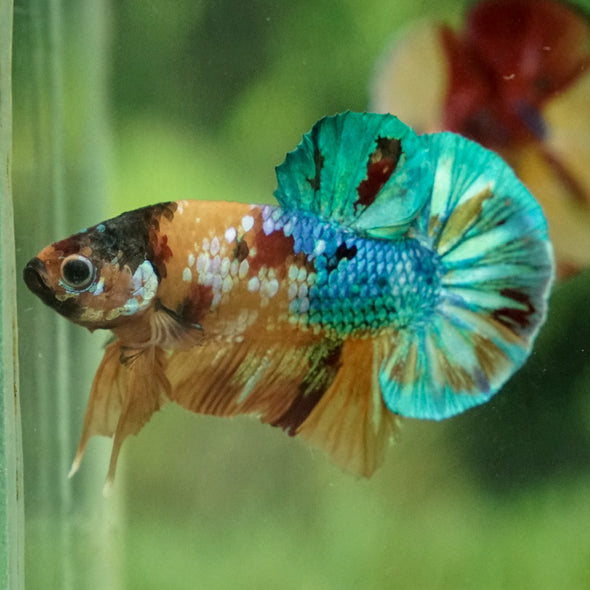 Multicolor/Galaxy Koi Plakat -15 weeks Old