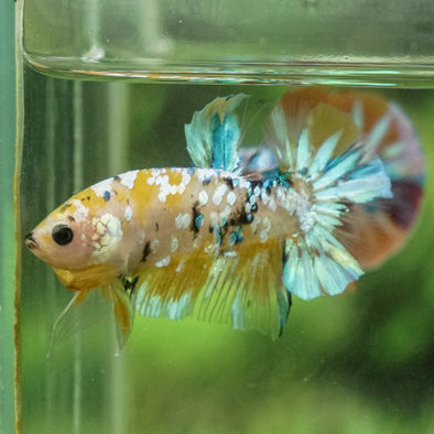 Multicolor/Galaxy Koi Plakat -13 weeks Old