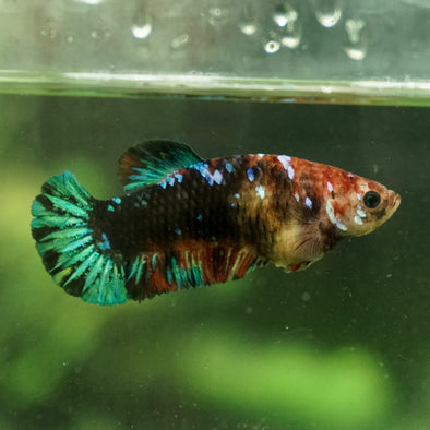 Galaxy Koi Plakat- Female